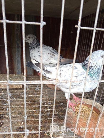 কবুতর বিক্রি হবে