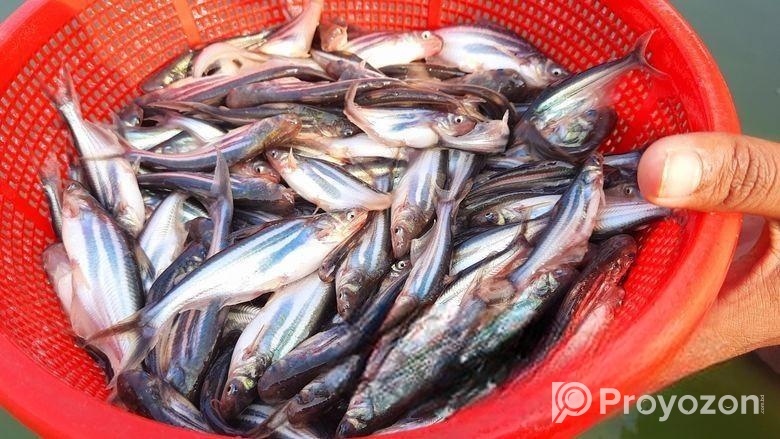 আমাদের হ্যাচারিতে বিষপ্রকারের মাছের পোনা বিক্রি কর