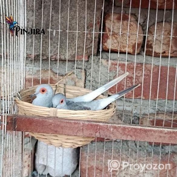 ডায়মন্ড ডাব রানিং পেয়ার