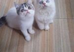 Exotic Blood Line Kitten