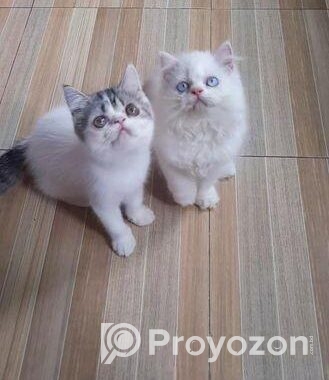 Exotic Blood Line Kitten