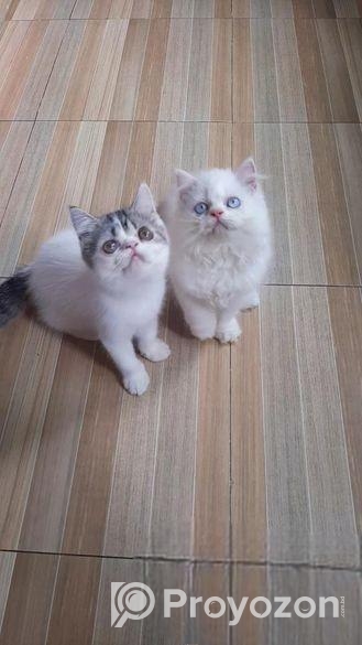 Exotic Blood Line Kitten