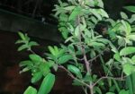 মাধবী পেয়ারা গাছ