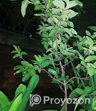 মাধবী পেয়ারা গাছ