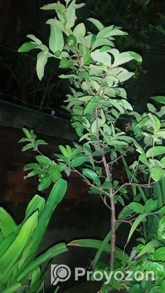 মাধবী পেয়ারা গাছ