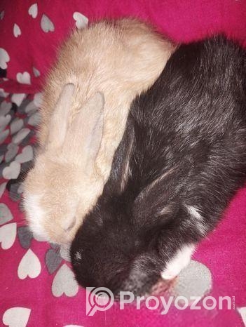 এক জোড়া বাচ্চা খরগোশ