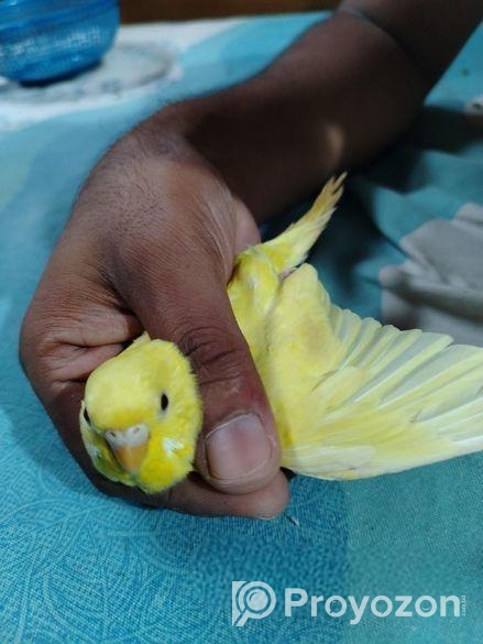 বাজিগার পাখি