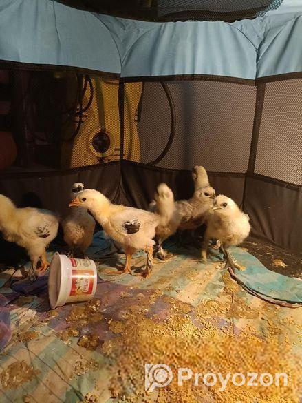 ব্রাহমা ও সিল্কি মুরগী