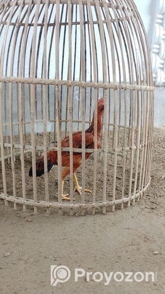 আসিল মোরগ