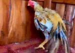 Parrot Morog