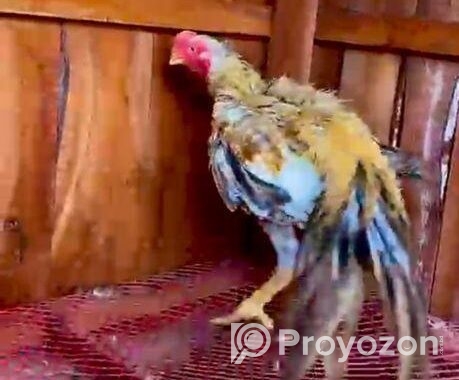 Parrot Morog