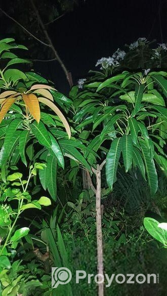 ১২ মাসি ৩ জাতের আম গাছ