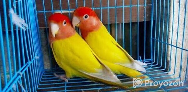 Lovebird lutino red head opaline