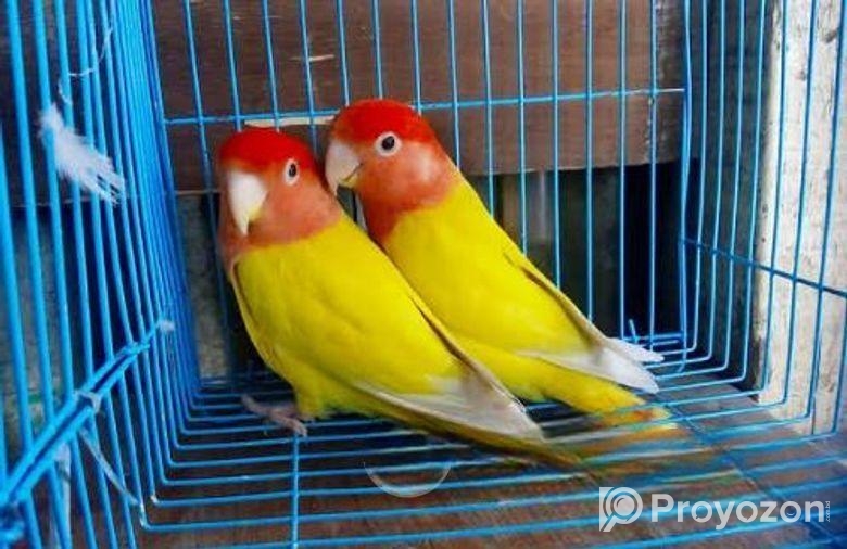 Lovebird lutino red head opaline