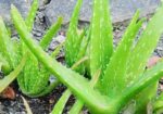 এলোভেরা পাতা/Alovera