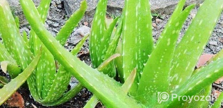 এলোভেরা পাতা/Alovera