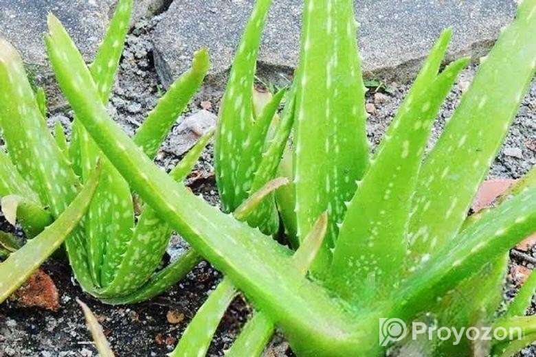 এলোভেরা পাতা/Alovera