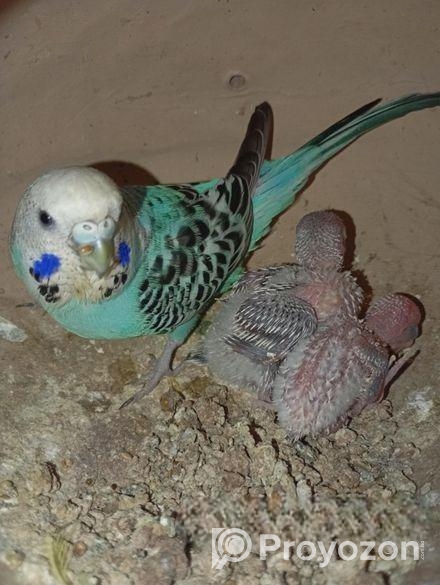 বাজিকর পাখি ১ জোড়া বাচ্চা সহ