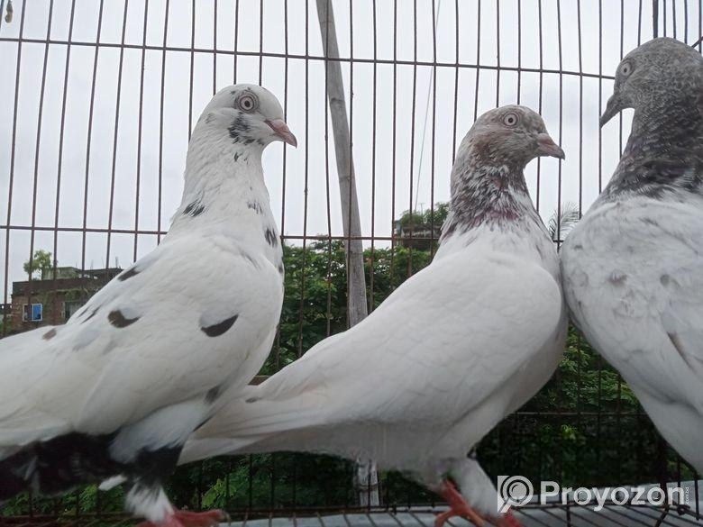 High Flyr Vlo Jater Giribaj Baccha