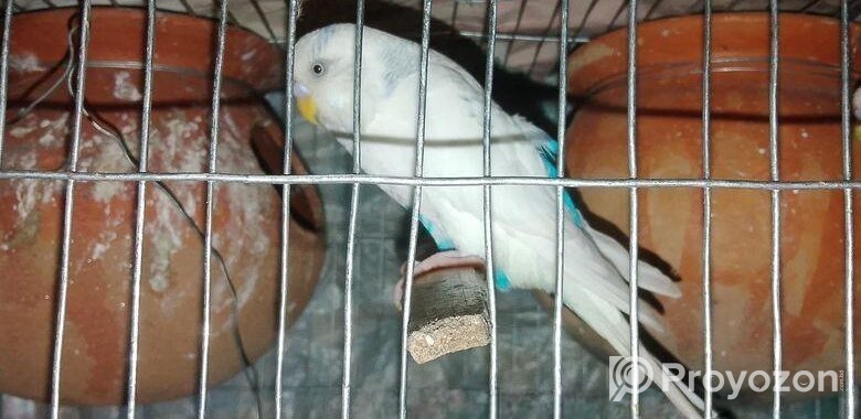 Bajigar Bird
