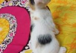 Female cat