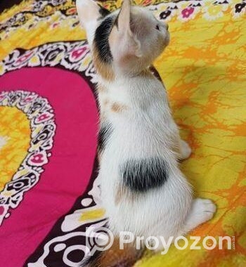 Female cat