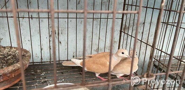 Australian Dove