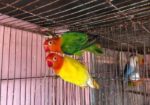 love bird