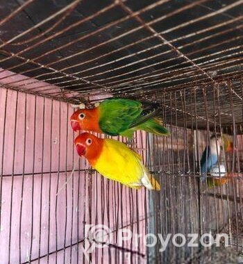 love bird