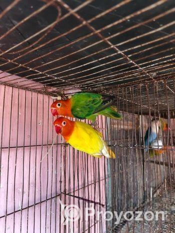 love bird