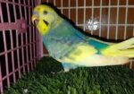 Adult male Budgerigar