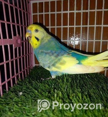 Adult male Budgerigar
