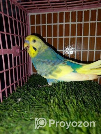 Adult male Budgerigar
