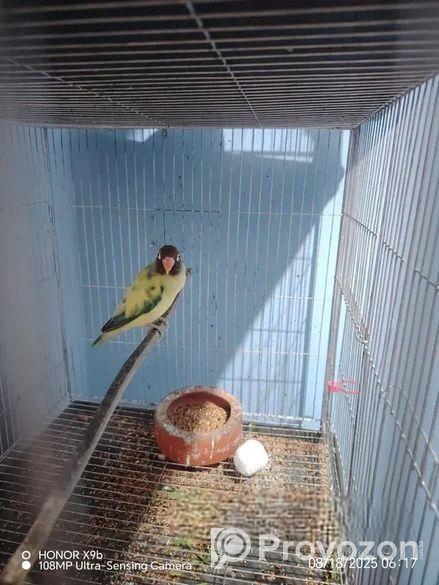 এক জোড়া টিম বাচ্চা করা সুস্থ ও সবল রানিং লাভ বার্