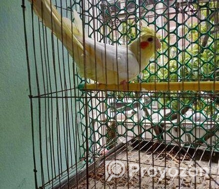 Kokatel Male