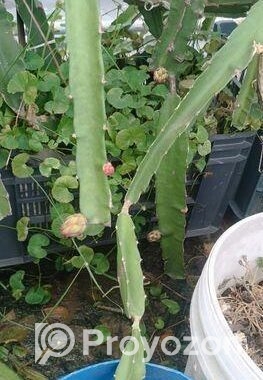 স্বল্প মূল্যে ড্রাগনের গাছ বিক্রি করা হবে