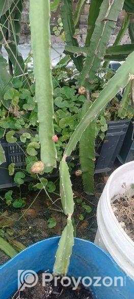 স্বল্প মূল্যে ড্রাগনের গাছ বিক্রি করা হবে