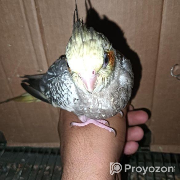 একটি কোকাটেল পাখি আছে বাচ্চা