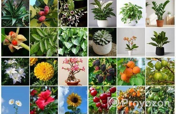 Buy Fruit, Forest & Indoor Plants Online in Bangla