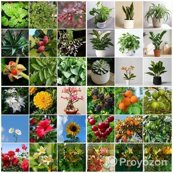 Buy Fruit, Forest & Indoor Plants Online in Bangla