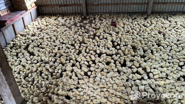 মুরগির বাচ্চা