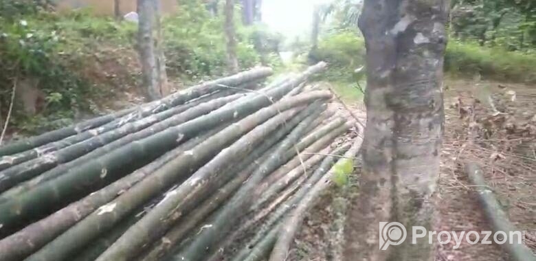 বাঁশ বিক্রি হবে