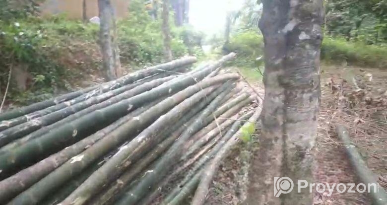 বাঁশ বিক্রি হবে