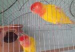 লাভ বার্ড ডিম সহএকজোড়া জাপানি বাজরিগার