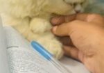 Parsian cat maIe
