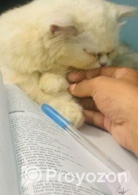 Parsian cat maIe