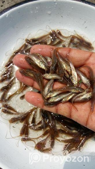 আমাদের হ্যাচারিতে বিষপ্রকারের মাছের পোনা বিক্রি কর