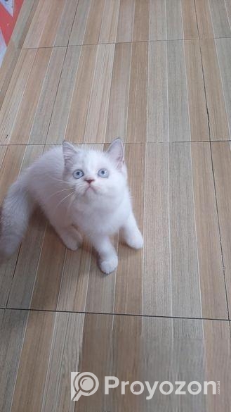 Exotic Blood Line Kitten