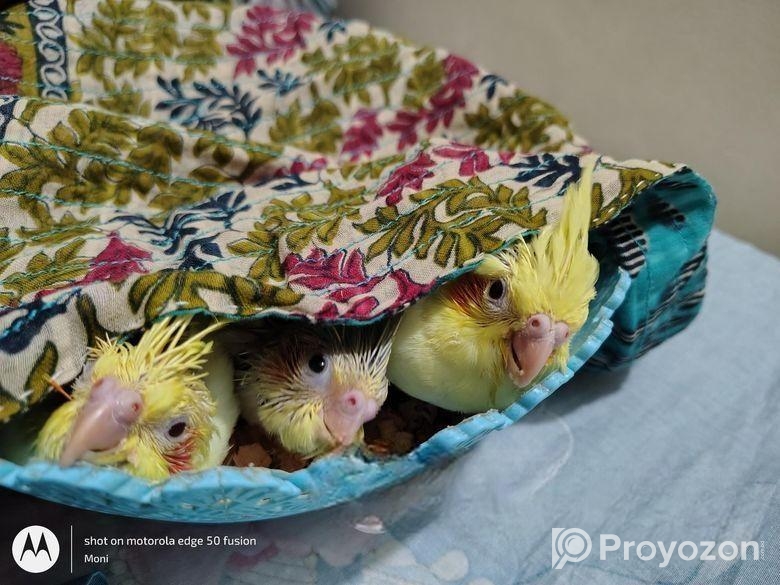 ককাটেল পাখির বাচ্চা