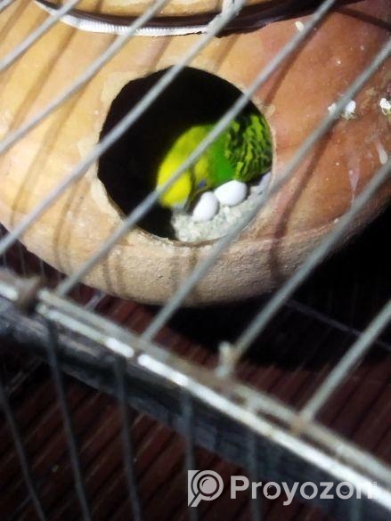 বাজিগর পাখি খাচা সহকারে একটা বাচ্চা আড়াই মাসের আছ